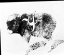 Image of Baby musk-ox in harness